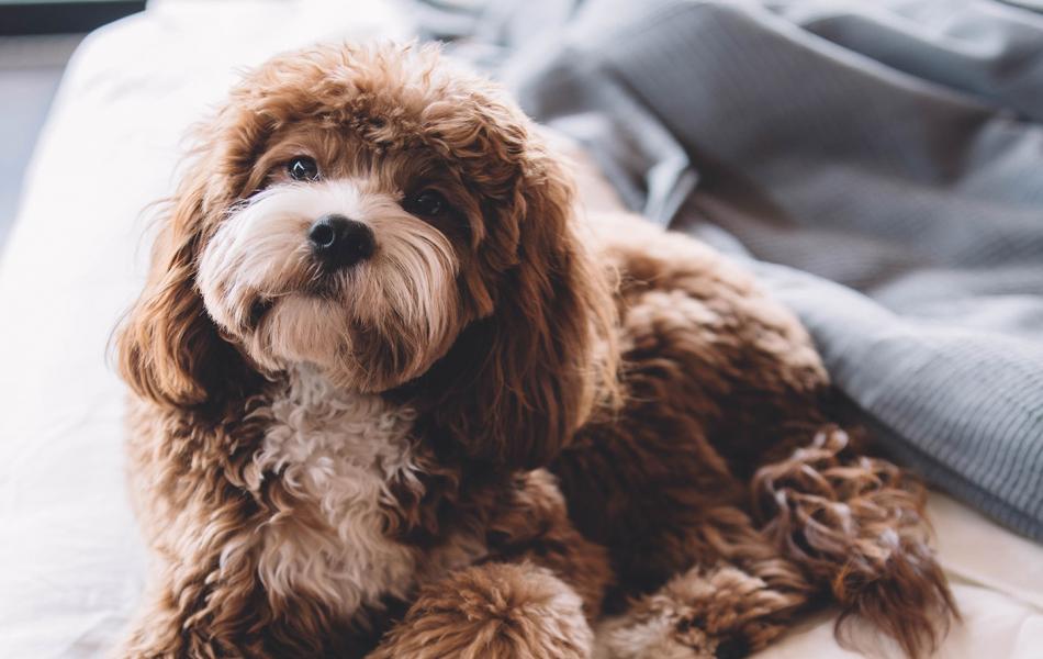 Hotel Centrale - Hotel Pet Friendly