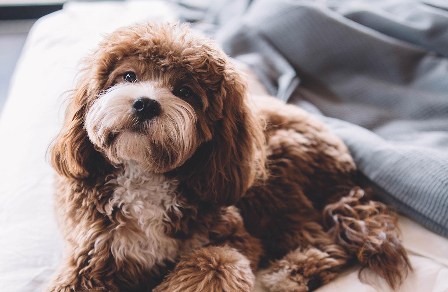 Hotel Centrale - Hotel Pet Friendly